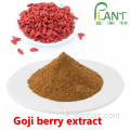 Poudre d&#39;extrait de baies de Goji biologique